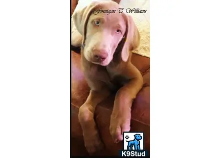 a labrador retriever dog lying on a blanket